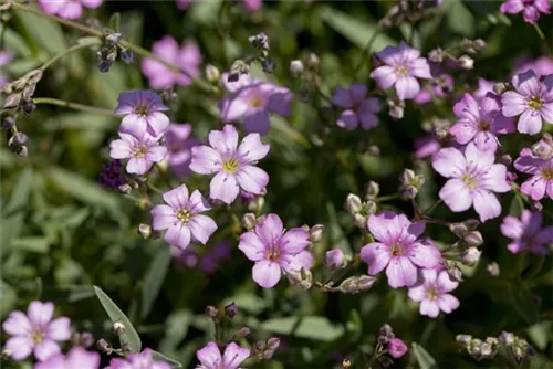 Kriechendes Garten-Schleierkraut - Gypsophila repens 'Rosea'