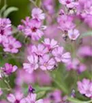 Kriechendes Garten-Schleierkraut - Gypsophila repens 'Rosea'