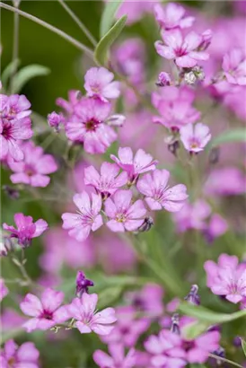 Kriechendes Garten-Schleierkraut - Gypsophila repens 'Rosea'