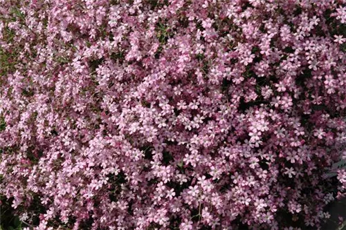 Kriechendes Garten-Schleierkraut - Gypsophila repens 'Rosea'