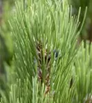 Bosnische Kiefer 'Compact Gem' - Pinus heldreichii 'Compact Gem'