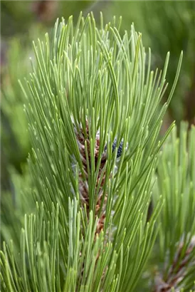 Bosnische Kiefer 'Compact Gem' - Pinus heldreichii 'Compact Gem'