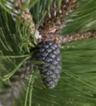 Bosnische Kiefer 'Compact Gem' - Pinus heldreichii 'Compact Gem'