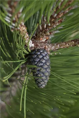 Bosnische Kiefer 'Compact Gem' - Pinus heldreichii 'Compact Gem'