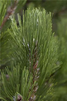 Bosnische Kiefer 'Compact Gem' - Pinus heldreichii 'Compact Gem'