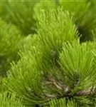 Bosnische Kiefer 'Compact Gem' - Pinus heldreichii 'Compact Gem'