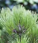 Bosnische Kiefer 'Compact Gem' - Pinus heldreichii 'Compact Gem'