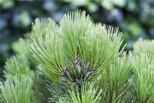 Bosnische Kiefer 'Compact Gem' - Pinus heldreichii 'Compact Gem'