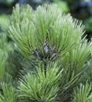 Bosnische Kiefer 'Malinki' - Pinus heldreichii 'Malinki'