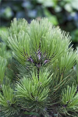 Bosnische Kiefer 'Malinki' - Pinus heldreichii 'Malinki'