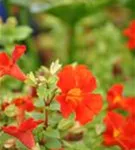 Garten-Gauklerblume - Mimulus cupreus 'Roter Kaiser'