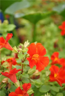 Garten-Gauklerblume - Mimulus cupreus 'Roter Kaiser'