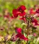 Garten-Gauklerblume - Mimulus cupreus 'Roter Kaiser'