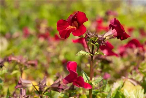 Garten-Gauklerblume - Mimulus cupreus 'Roter Kaiser'