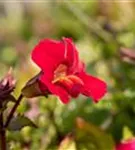 Garten-Gauklerblume - Mimulus cupreus 'Roter Kaiser'