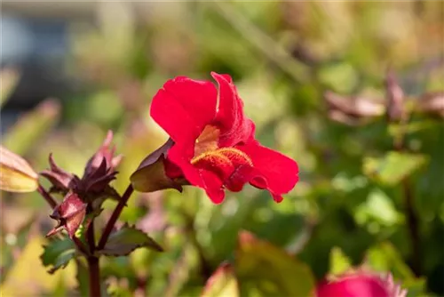 Garten-Gauklerblume - Mimulus cupreus 'Roter Kaiser'