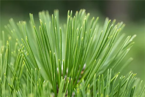 Bosnische Kiefer 'Malinki' - Pinus heldreichii 'Malinki'