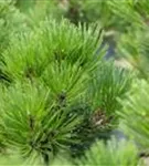 Bosnische Kiefer 'Malinki' - Pinus heldreichii 'Malinki'