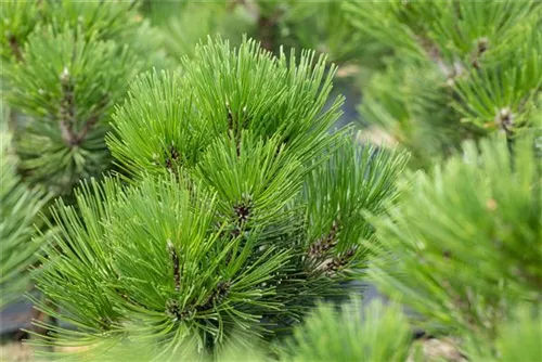 Bosnische Kiefer 'Malinki' - Pinus heldreichii 'Malinki'