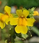 Gelbblühende Gauklerblume - Mimulus luteus