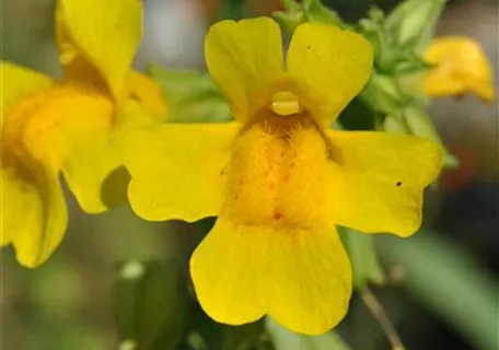 Mimulus luteus - Gelbblühende Gauklerblume