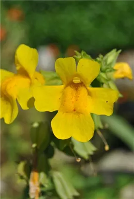 Gelbblühende Gauklerblume - Mimulus luteus