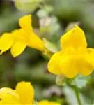 Gelbblühende Gauklerblume - Mimulus luteus