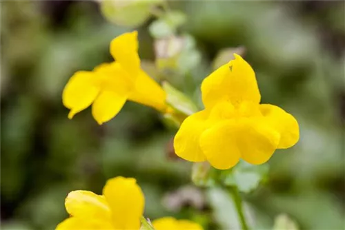 Gelbblühende Gauklerblume - Mimulus luteus