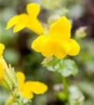 Gelbblühende Gauklerblume - Mimulus luteus