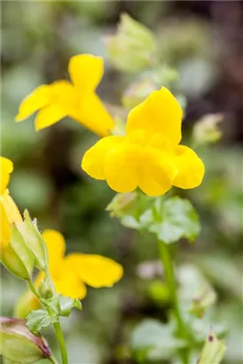 Gelbblühende Gauklerblume - Mimulus luteus