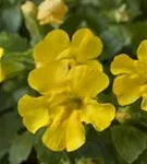 Gelbblühende Gauklerblume - Mimulus luteus