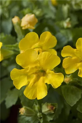 Gelbblühende Gauklerblume - Mimulus luteus