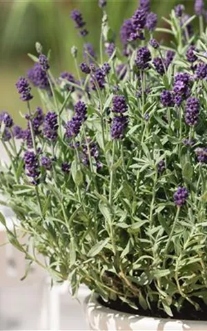 Lavandula angustifolia 'Dwarf Blue'