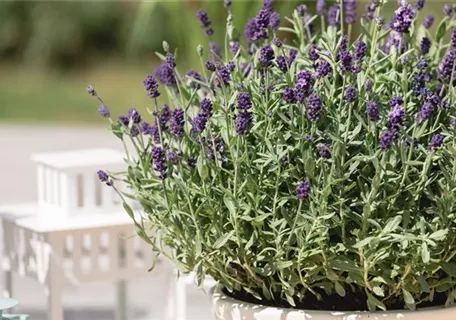 Lavandula angustifolia 'Dwarf Blue' - Zwergiger Garten-Lavendel