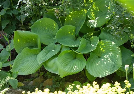 Hosta elata - Grünblättrige Riesen-Funkie