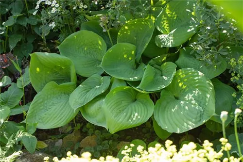 Grünblättrige Riesen-Funkie - Hosta elata