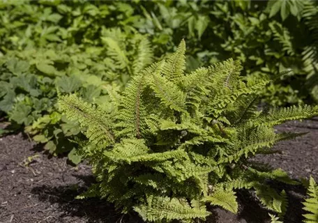 Polystichum setiferum - Weicher Schildfarn