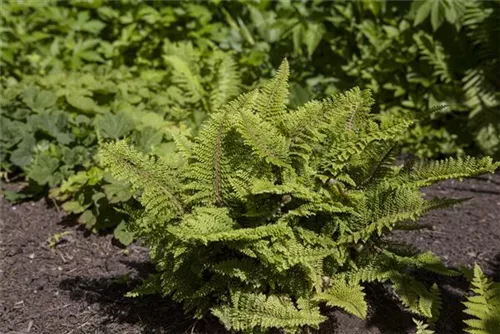 Weicher Schildfarn - Polystichum setiferum