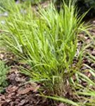 Japanisches Berggras - Hakonechloa macra