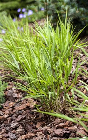 Hakonechloa macra