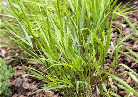 Hakonechloa macra - Japanisches Berggras