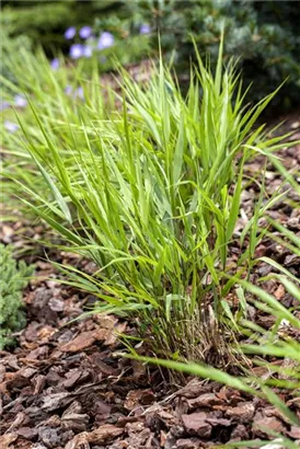 Japanisches Berggras - Hakonechloa macra