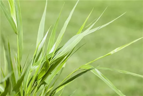 Japanisches Berggras - Hakonechloa macra