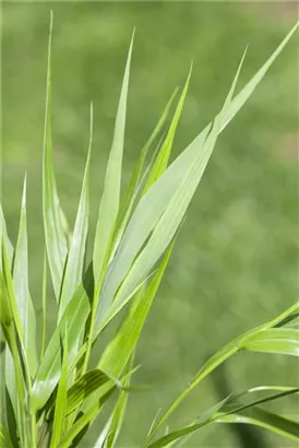 Japanisches Berggras - Hakonechloa macra