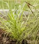 Japanisches Berggras - Hakonechloa macra