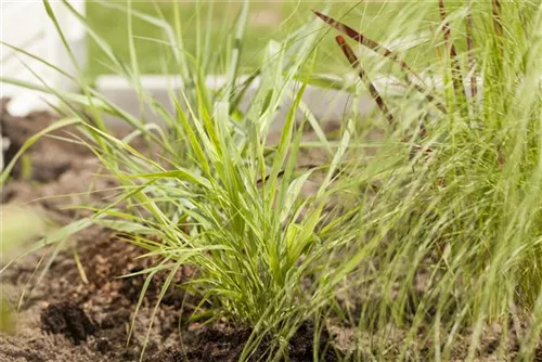 Japanisches Berggras - Hakonechloa macra