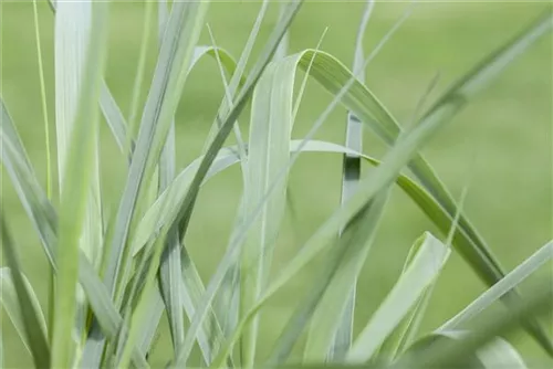 Japanisches Berggras - Hakonechloa macra