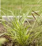 Japanisches Berggras - Hakonechloa macra