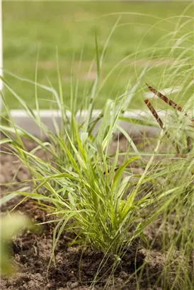 Japanisches Berggras - Hakonechloa macra