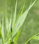 Japanisches Berggras - Hakonechloa macra